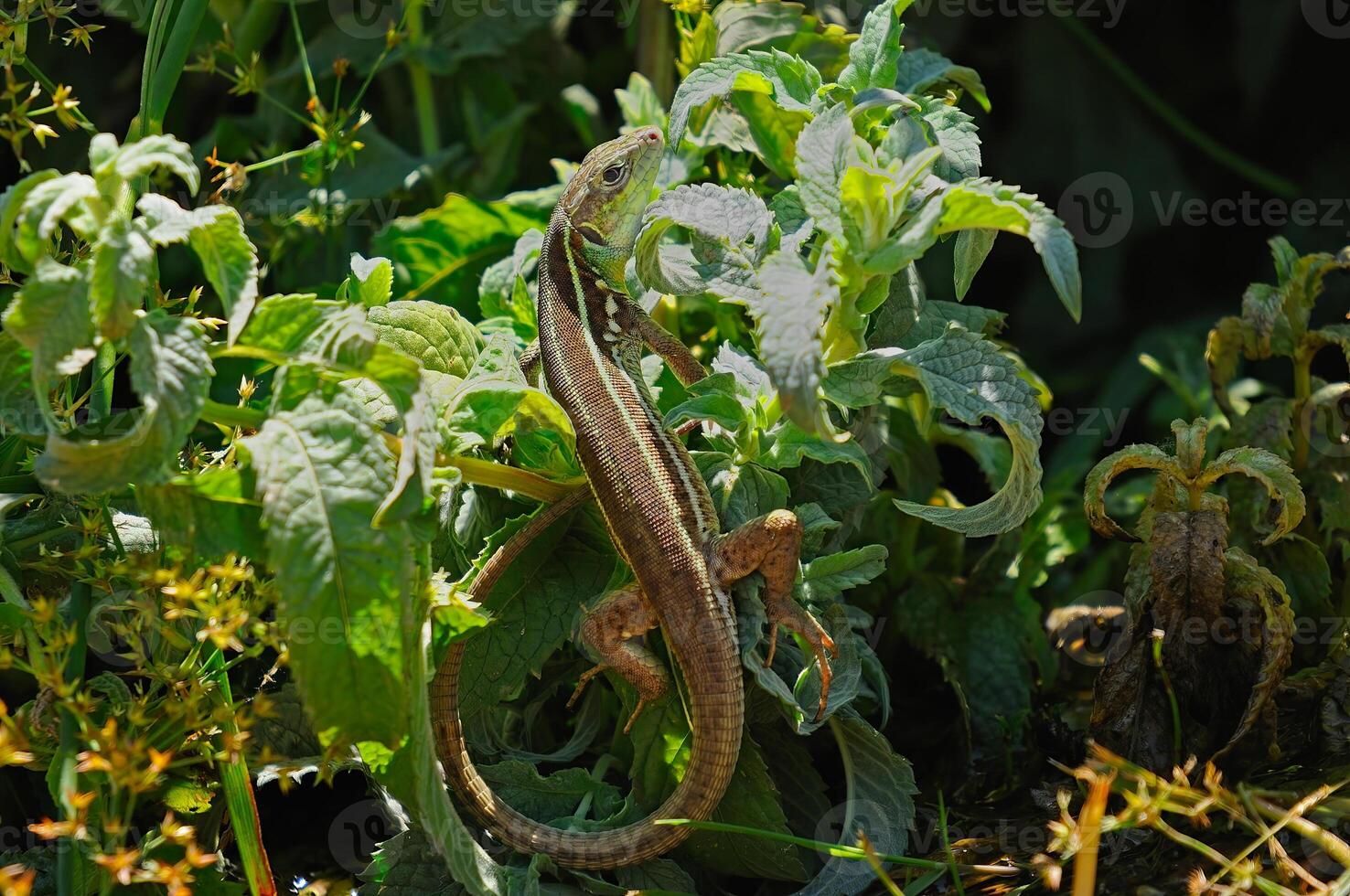 balcánico verde lagartija o lacerta trilineata en el césped. foto