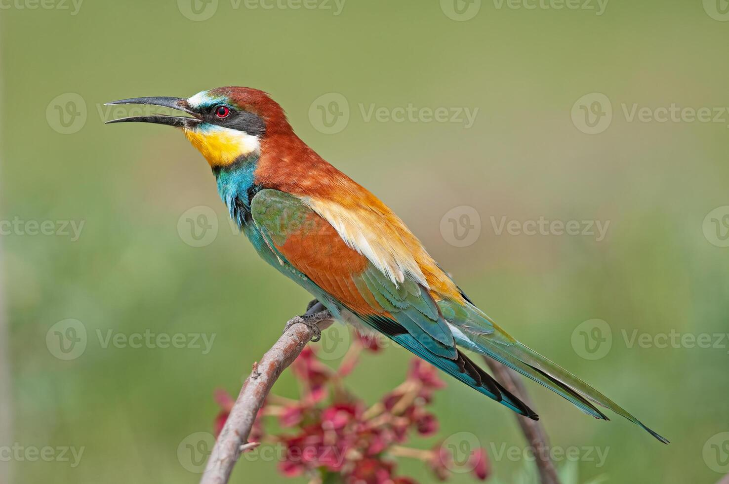 European Bee-eaters, Merops apiaster on the branch. Green background. Colourful birds. photo