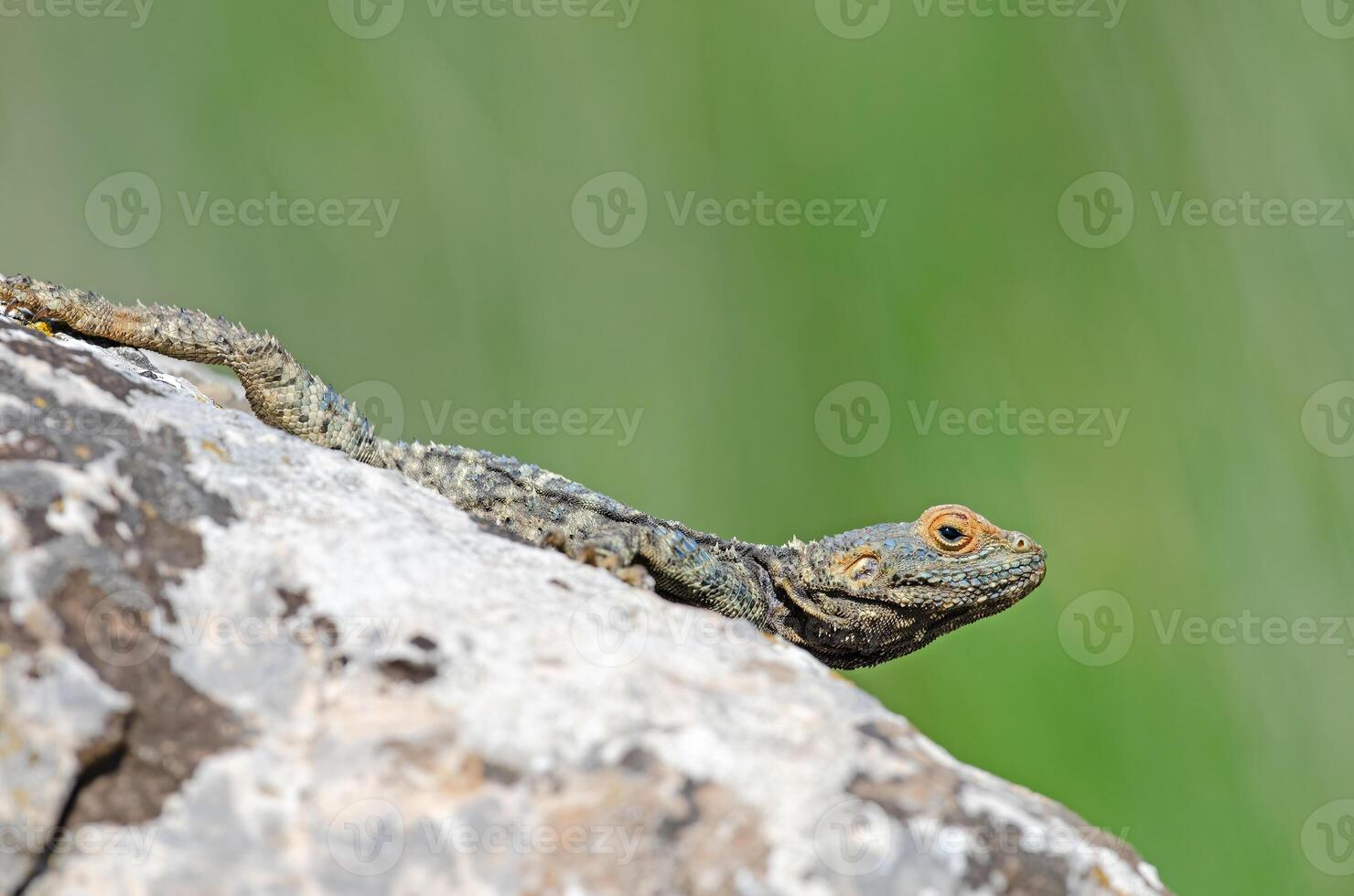 gris hardun lagarto, laudakia estelio broncearse en un rock en sus natural hábitat. foto