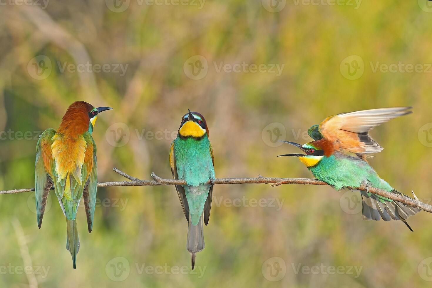 europeo comedor de abejas merops apiaster luchando en un rama foto