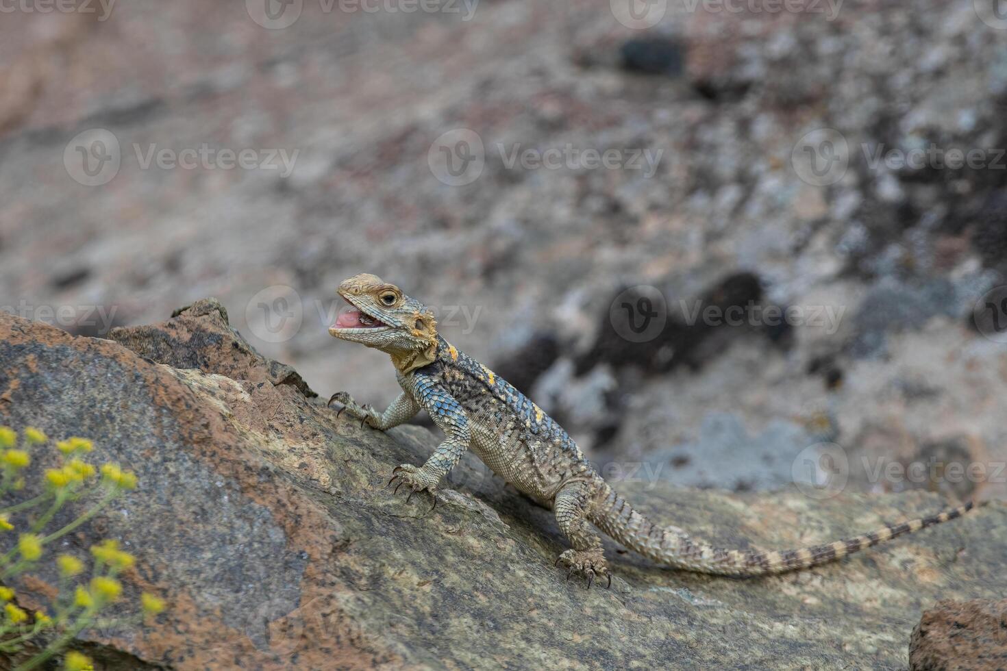 Grey hardun lizard, Laudakia stellio eating an insect caught on a rock in its natural habitat. photo