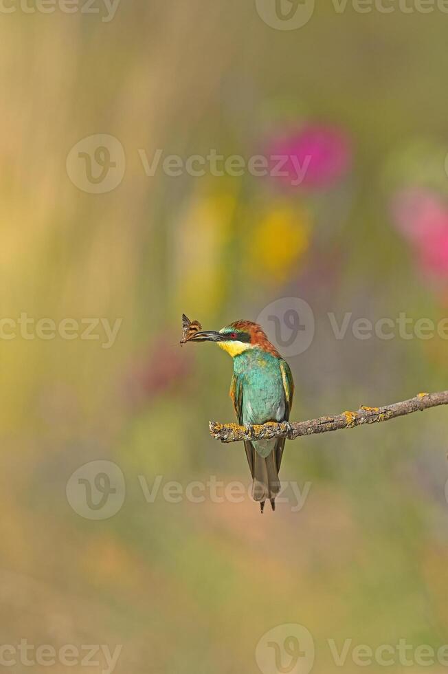 The European Bee-eater eats the butterfly it catches. photo