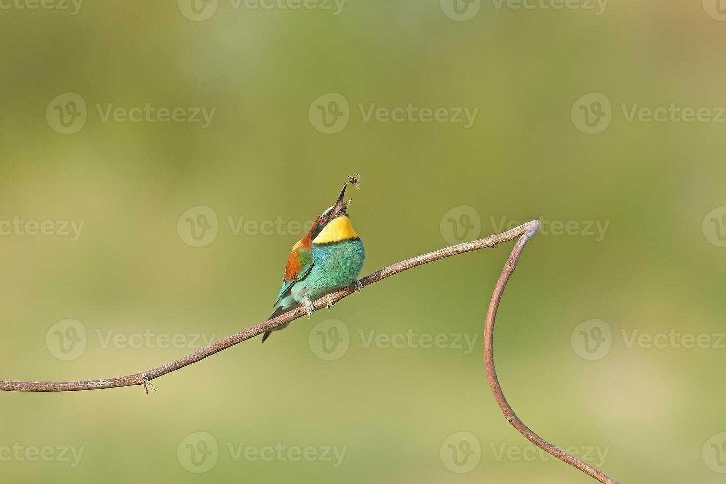 European bee-eater, Merops apiaster, sitting on a stick feeding, in beautiful warm morning light, Burdur, Turkey. Clean green background photo