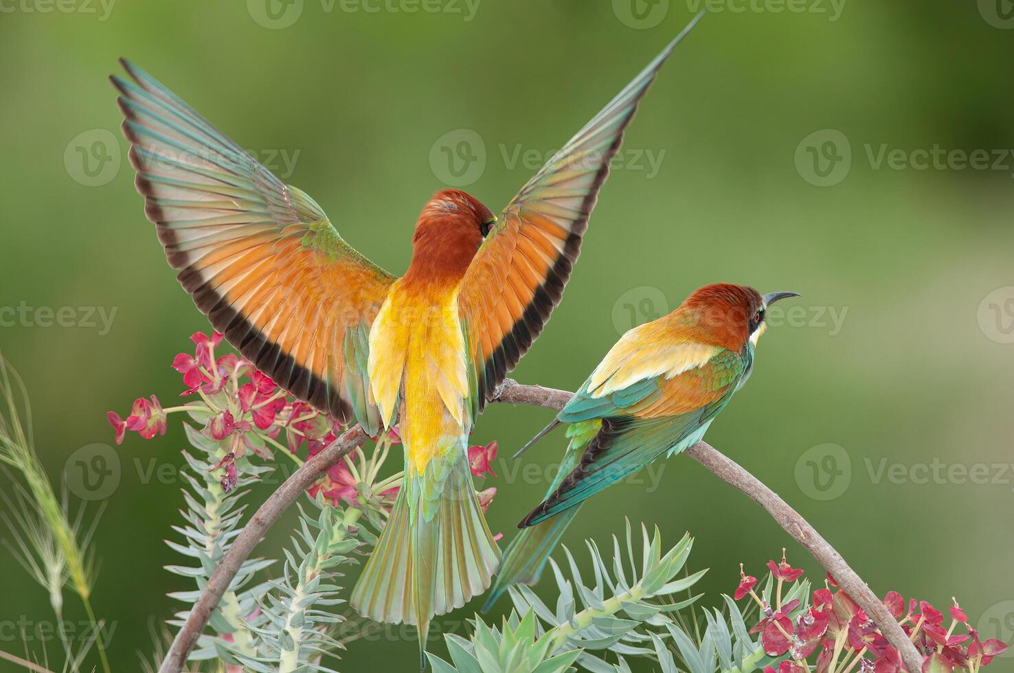 europeo comedor de abejas, merops apiastro, con alas desparramar. verde antecedentes. vistoso aves. foto