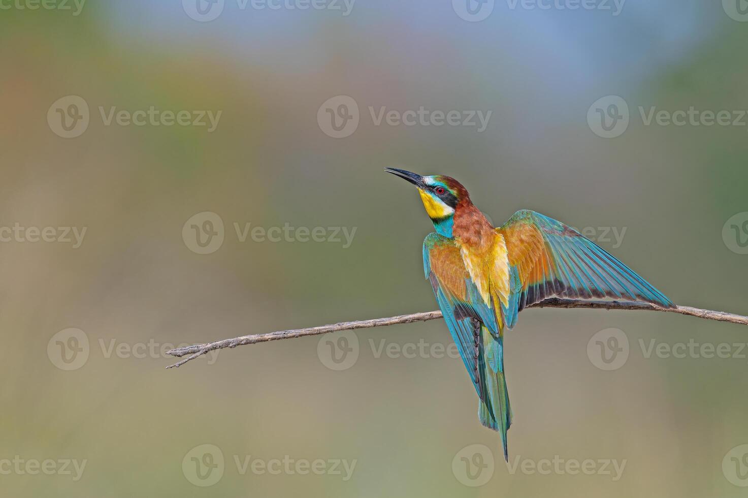 europeo comedor de abejas merops apiaster en pie en un rama. borroso antecedentes. foto