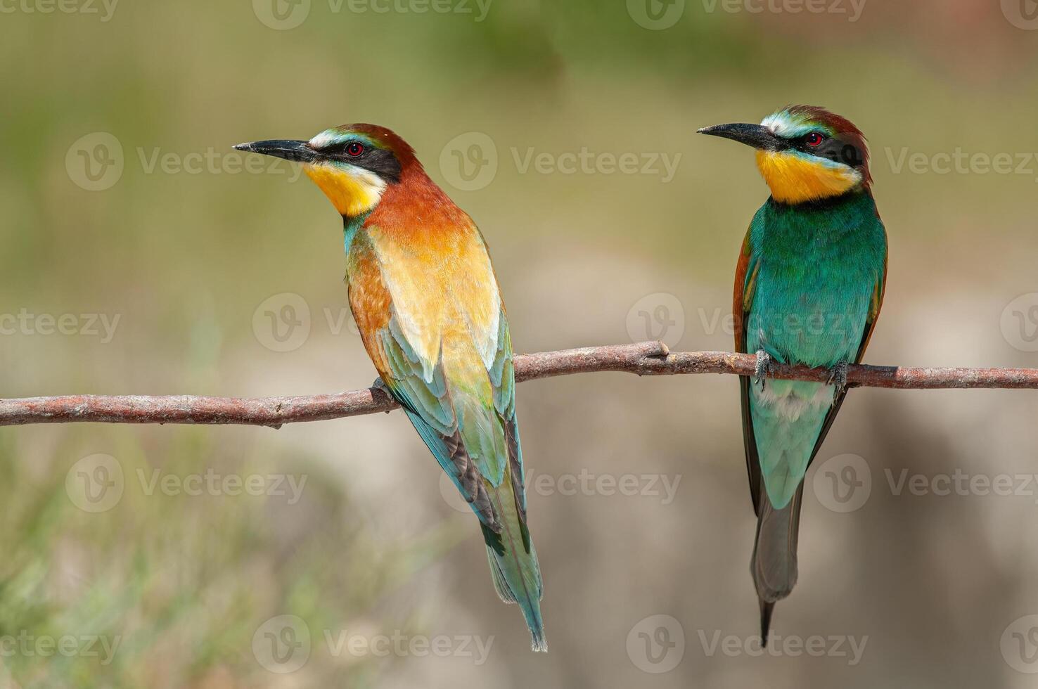 European Bee-eaters, Merops apiaster on the branch. Green background. Colourful birds. Back detail. photo