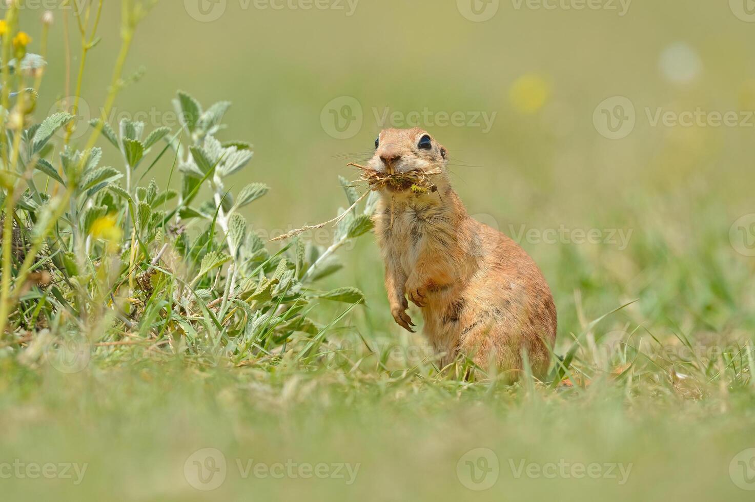 Ground Squirrel is feeding and looking around. photo