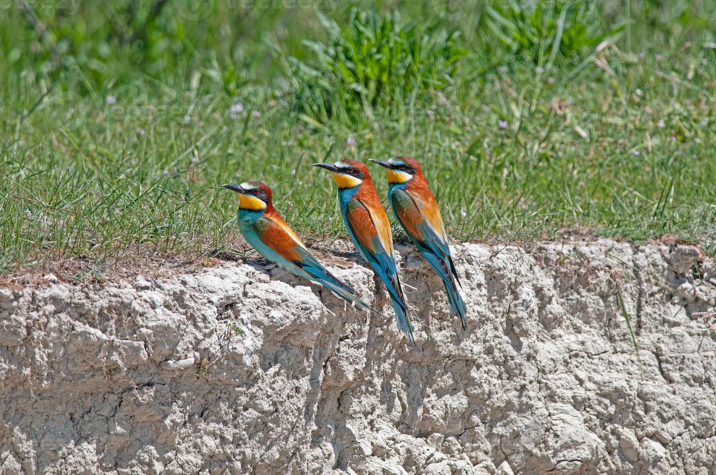 europeo abejarucos, merops apiaster en anidamiento hábitat. foto