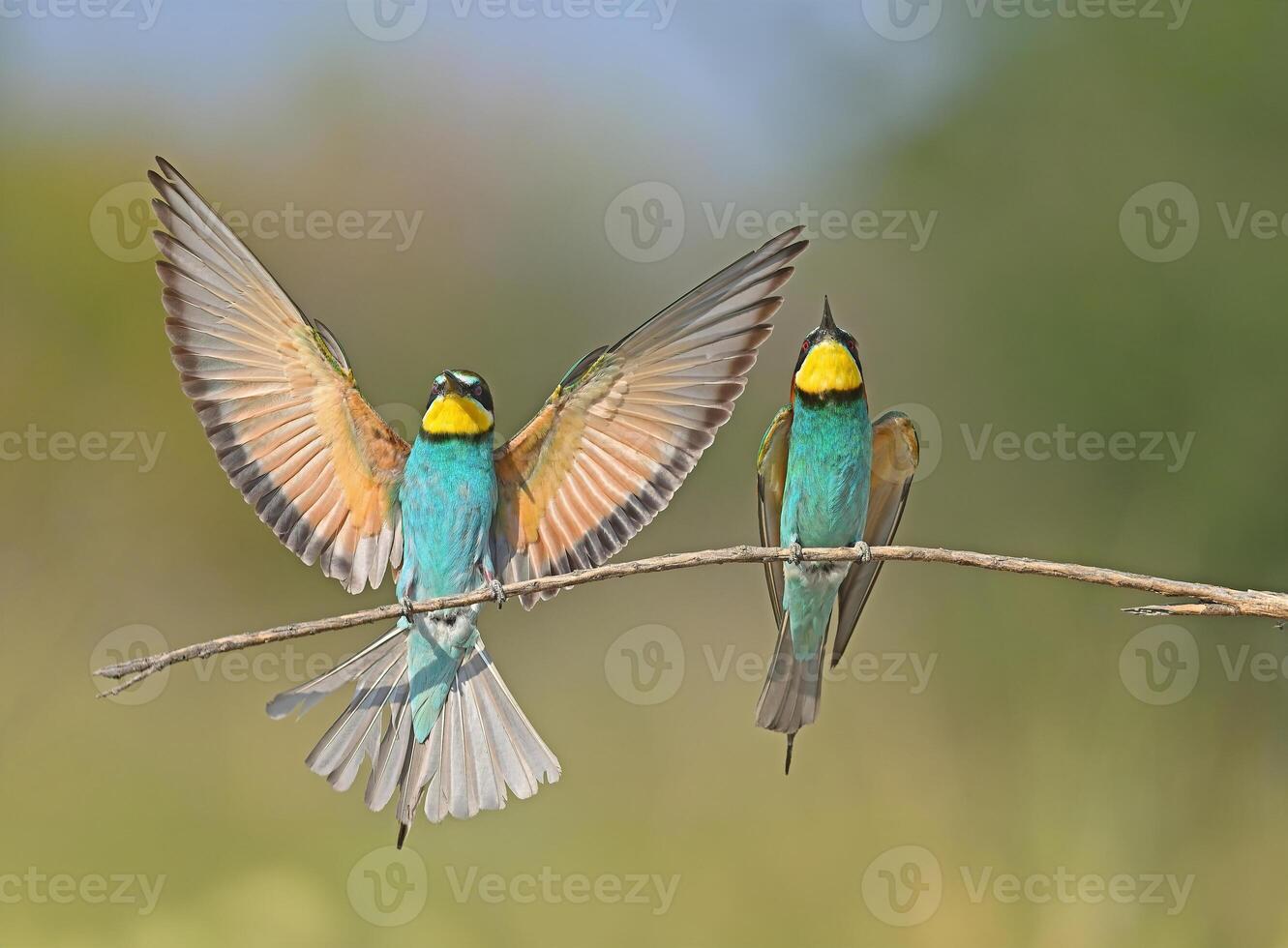 European Bee-eater lands on a branch in Burdur, Turkey photo