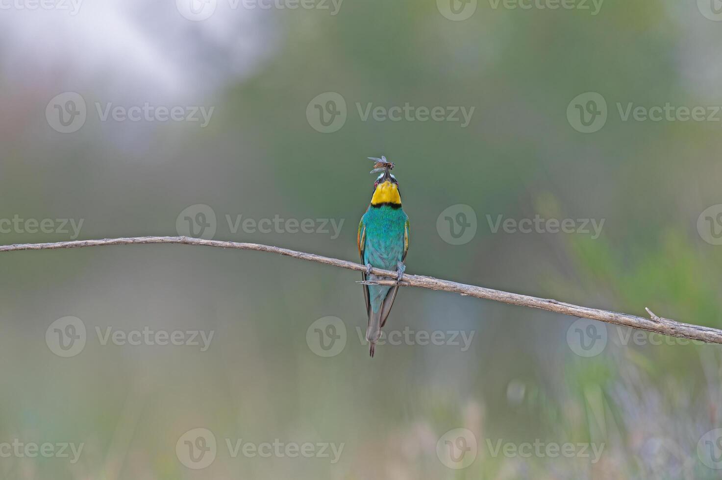 europeo comedor de abejas merops apiaster en pie en un rama con un insecto en sus boca. foto