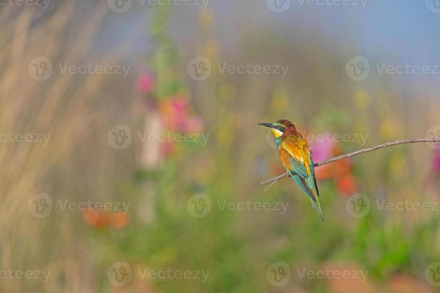 European Bee-eater Merops apiaster standing on a branch. Blurred coloured flowers in the background. photo