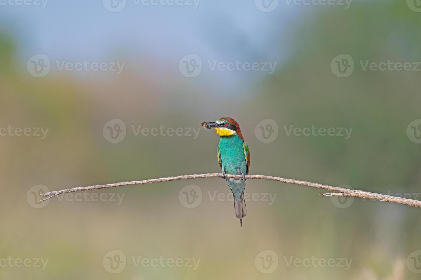 europeo comedor de abejas merops apiaster en pie en un rama con un insecto en sus boca. foto