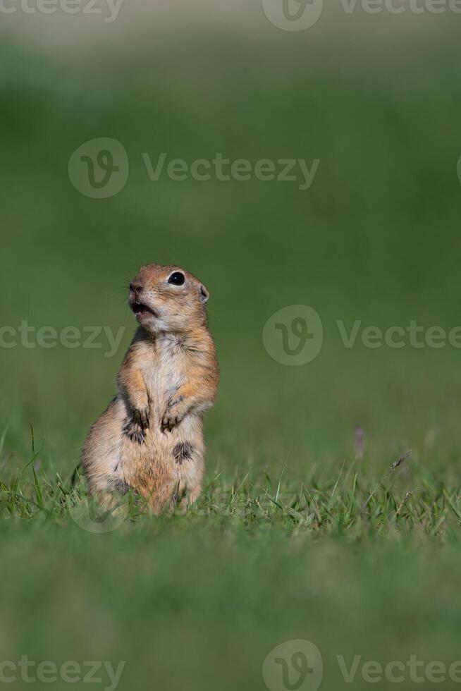 A squirrel in the green grass. Anatolian Souslik, Ground Squirrel,Spermophilus xanthoprymnus photo