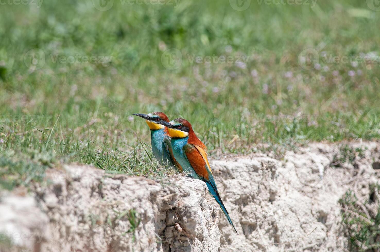 europeo abejarucos, merops apiaster en anidamiento hábitat. foto