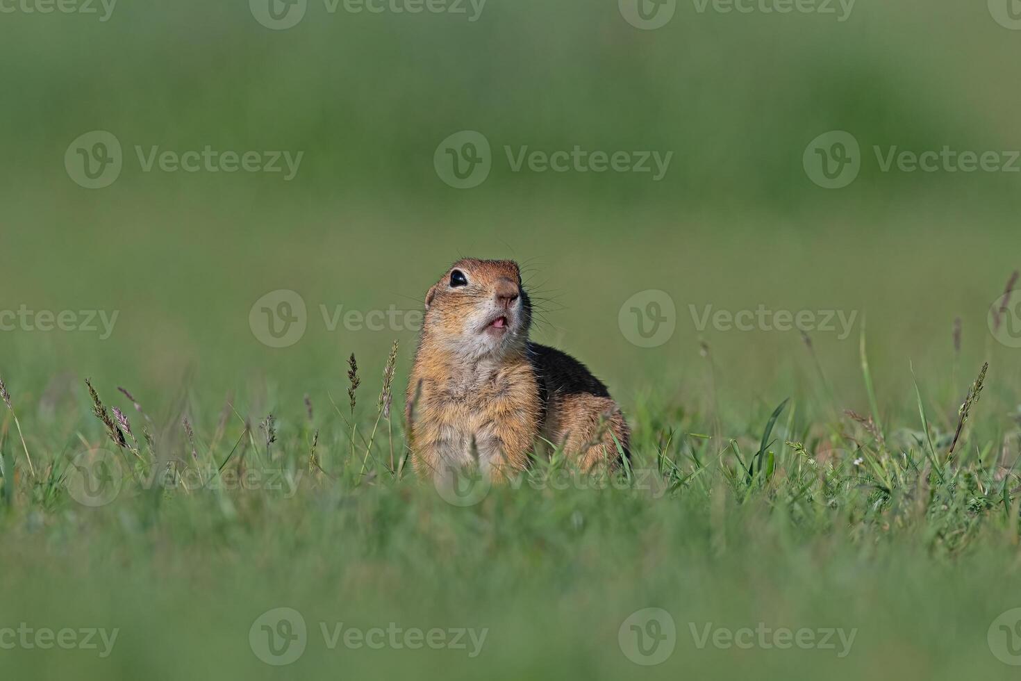 A squirrel in the green grass. Anatolian Souslik-Ground Squirrel,Spermophilus xanthoprymnus photo