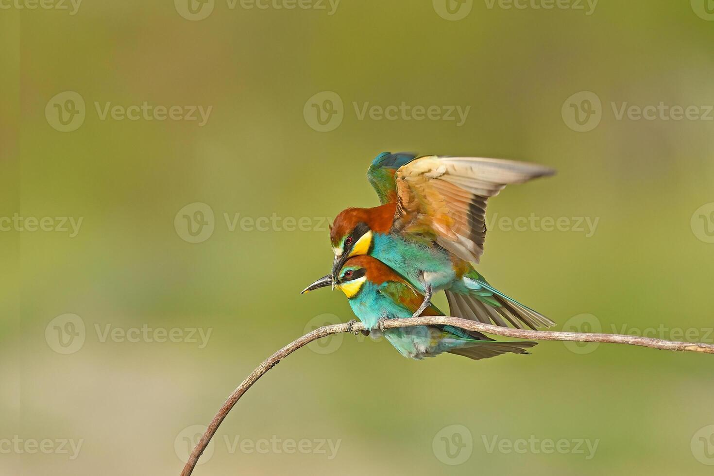Two European bee-eater, Merops apiaster, sitting on a stick mating, in nice warm morning light, Burdur,Turkey. photo