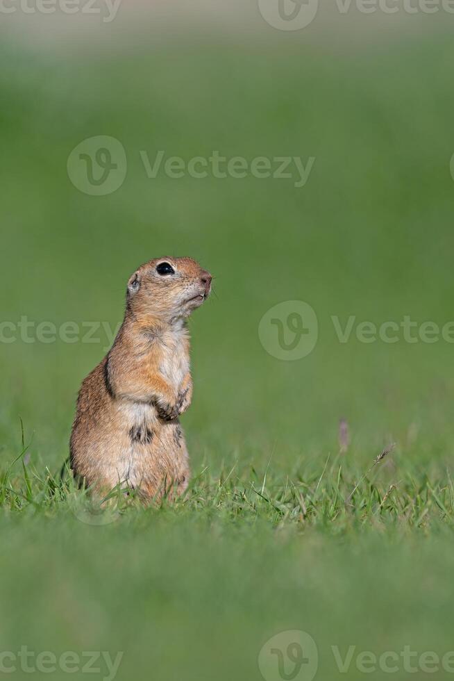A squirrel in the green grass. Anatolian Souslik-Ground Squirrel,Spermophilus xanthoprymnus photo