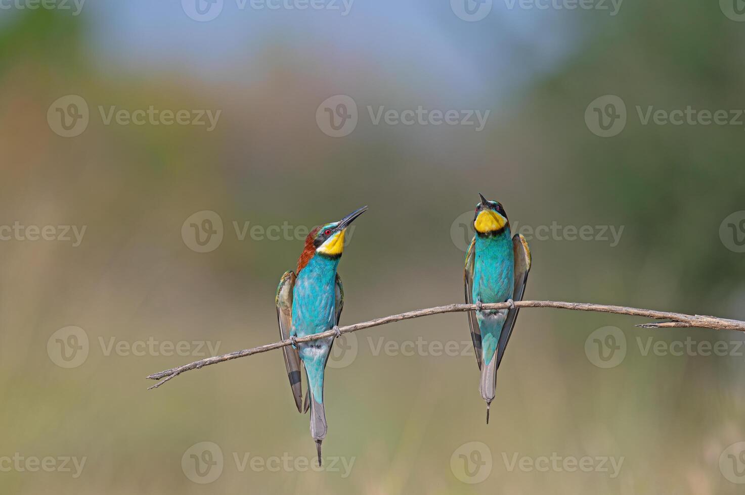 European Bee-eaters Merops apiaster standing on a branch. Natural, blurred background. photo