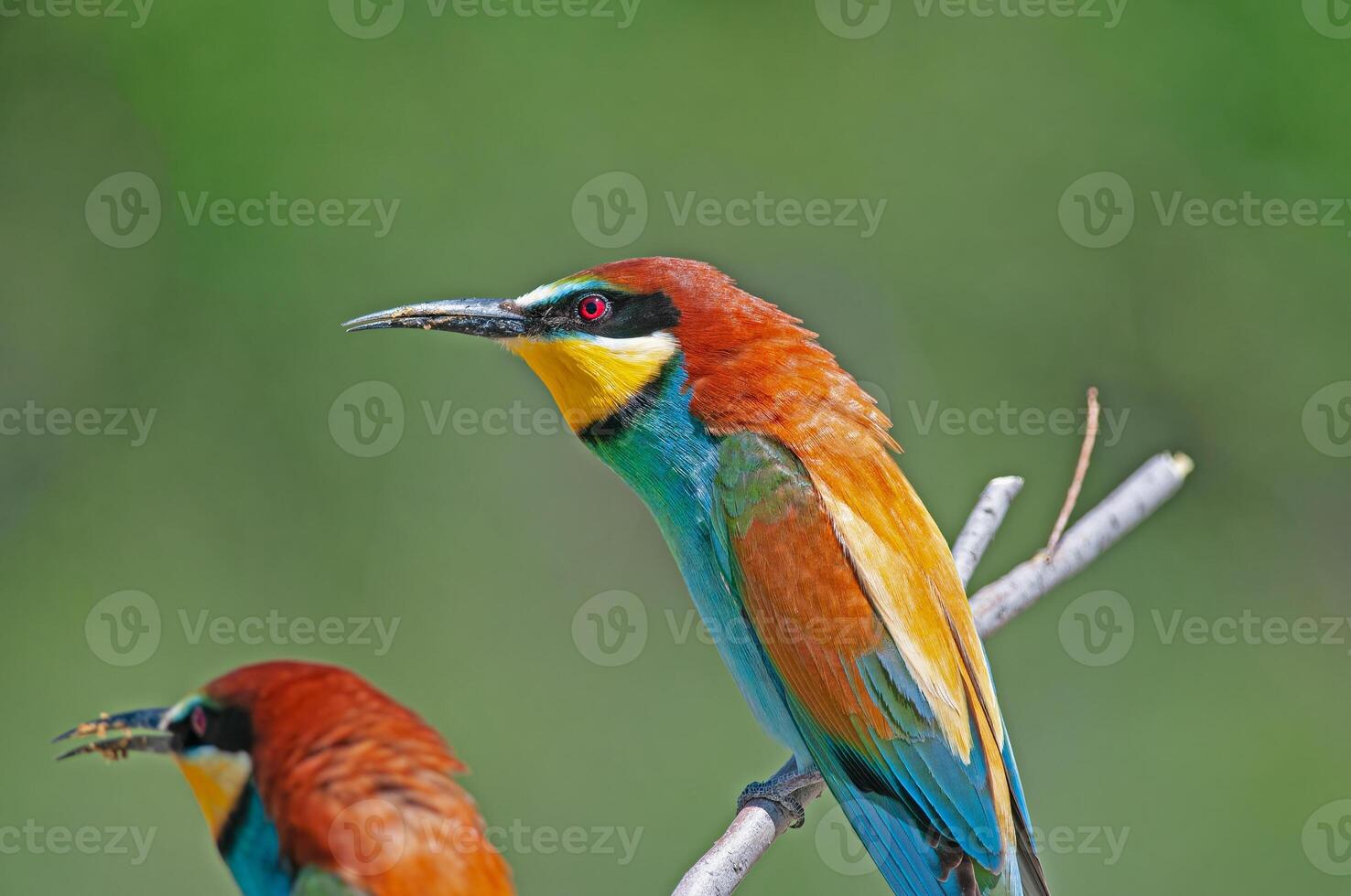 europeo abejarucos, merops apiaster en el rama. verde antecedentes. vistoso aves. foto