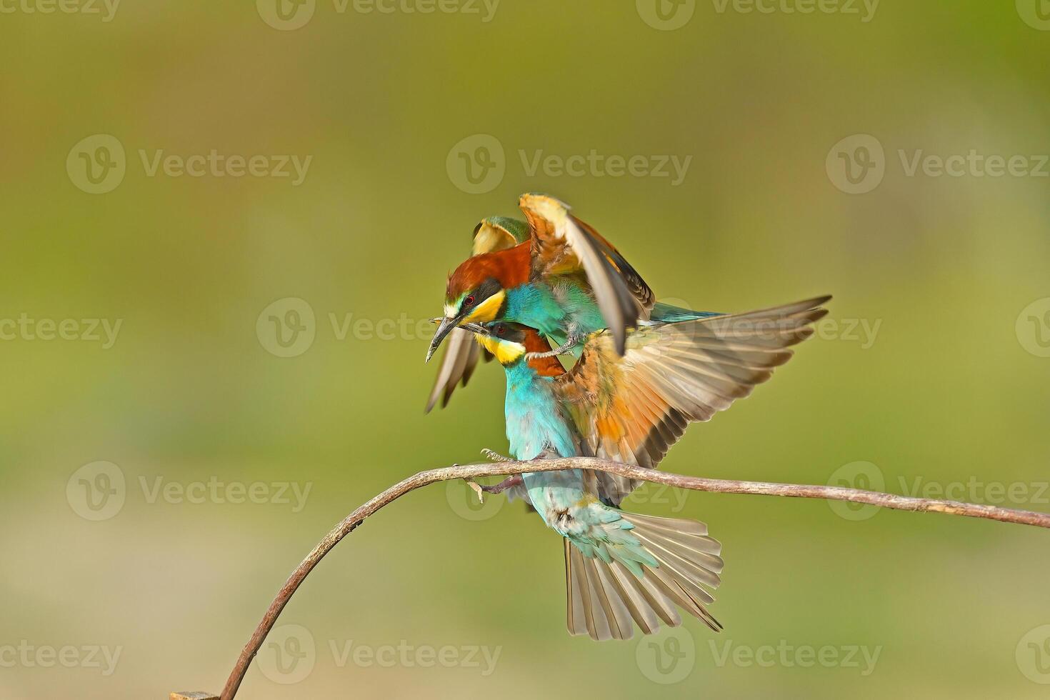 Two European bee-eaters, Merops apiaster, sitting on a stick fighting, in beautiful warm morning light, Burdur, Turkey. photo