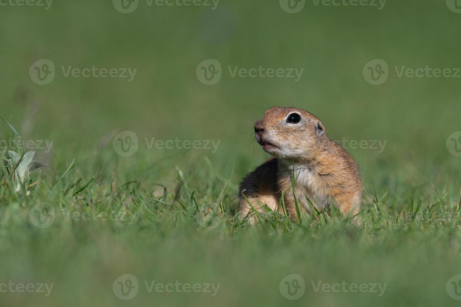A squirrel in the green grass. Anatolian Souslik, Ground Squirrel,Spermophilus xanthoprymnus photo