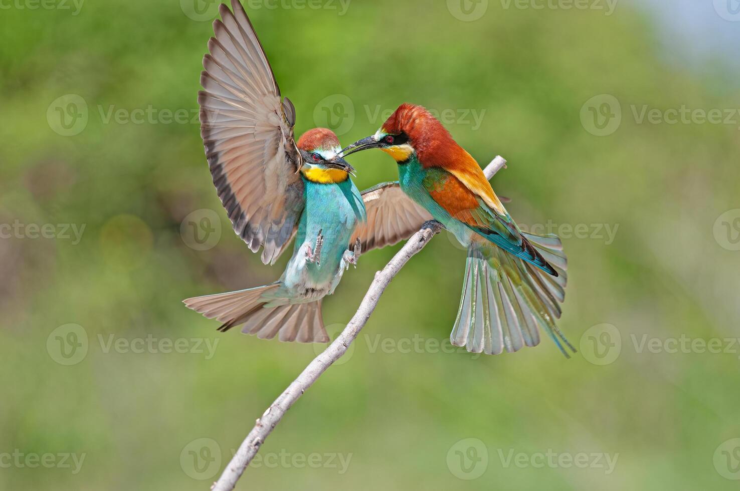 European Bee-eater, Merops apiaster, with wings spread. Green background. Colourful birds. photo