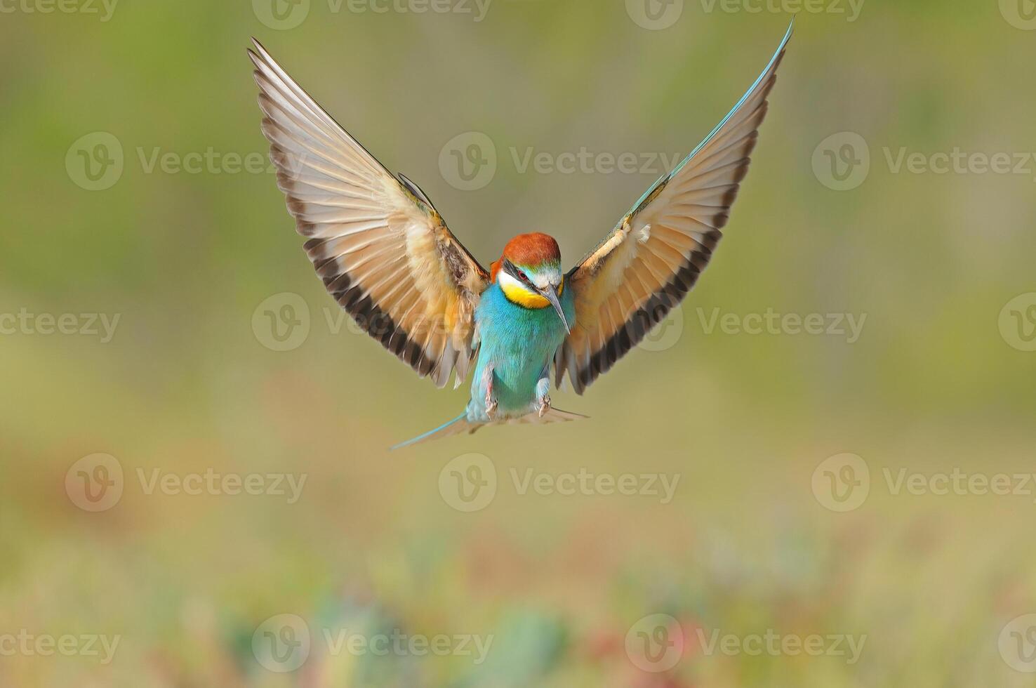 A bee-eater preparing to land with its wings open. photo