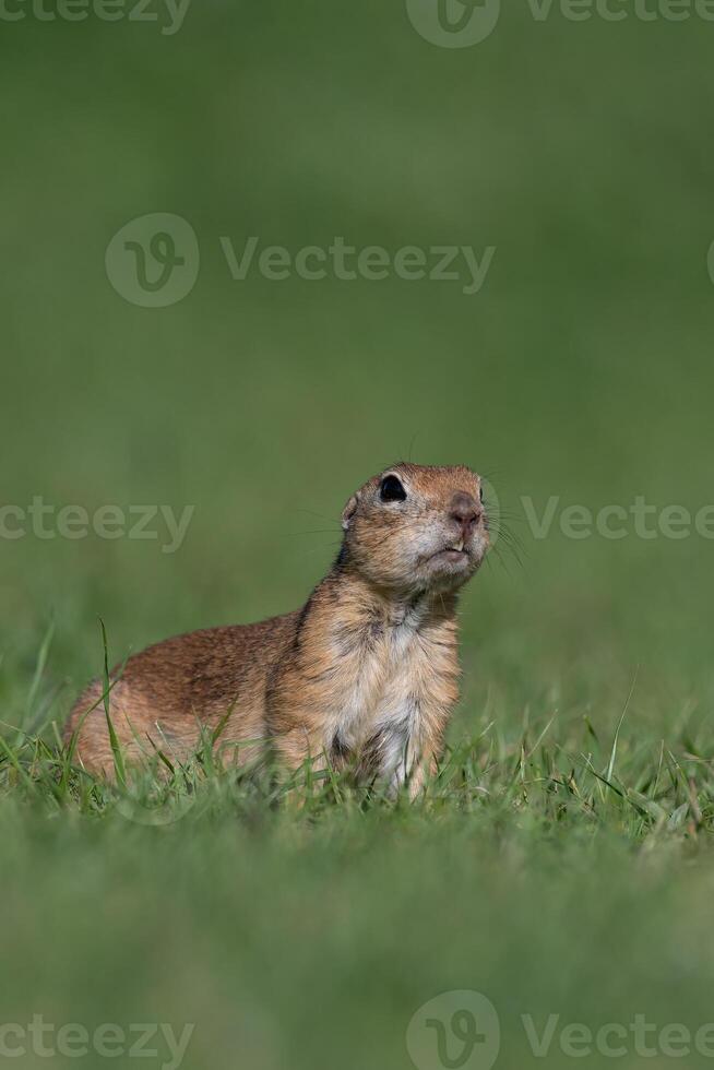 A squirrel in the green grass. Anatolian Souslik-Ground Squirrel,Spermophilus xanthoprymnus photo