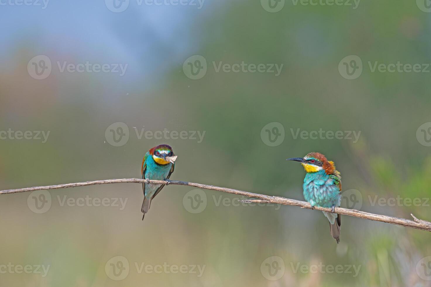 European Bee-eater Merops apiaster standing on a branch with an insect in its mouth. photo