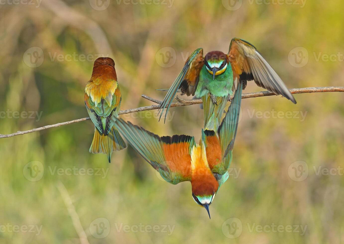 europeo comedor de abejas merops apiaster luchando en un rama foto