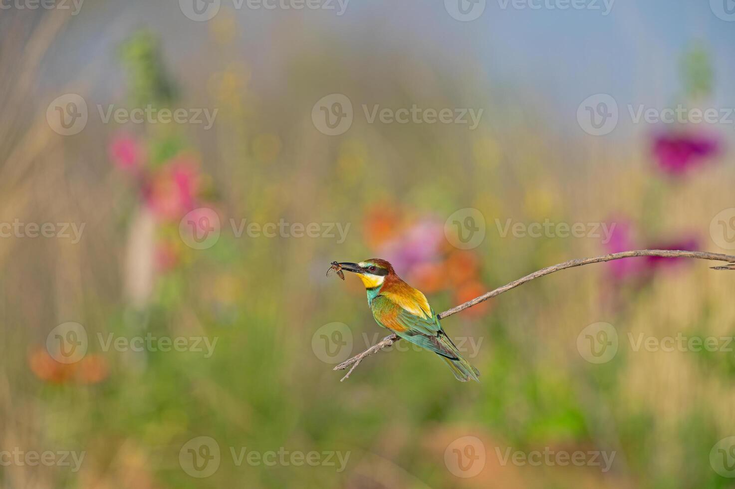 European Bee-eater Merops apiaster standing on a branch with an insect in its mouth. Blurred coloured flowers in the background. photo