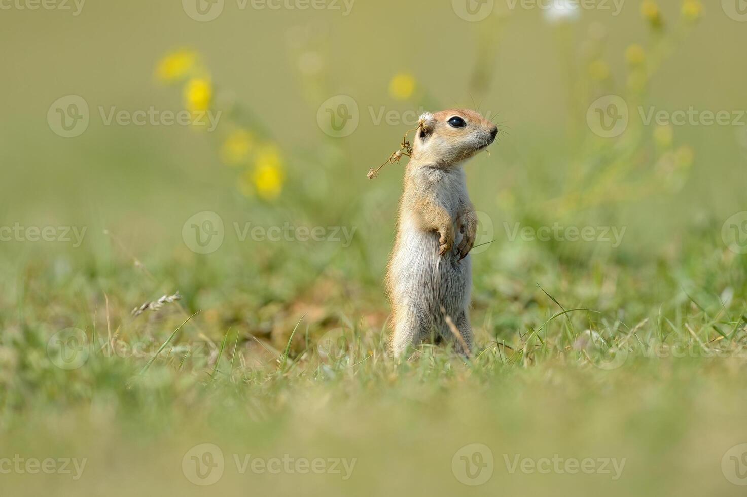 Ground Squirrel's got dried grass in his ear. photo