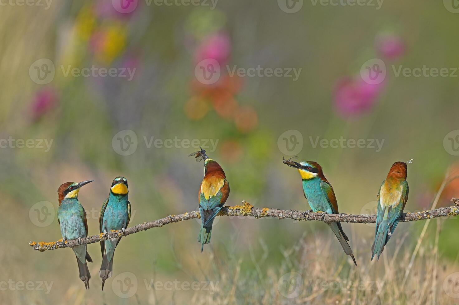 European Bee-eaters eat insects on the branches. photo