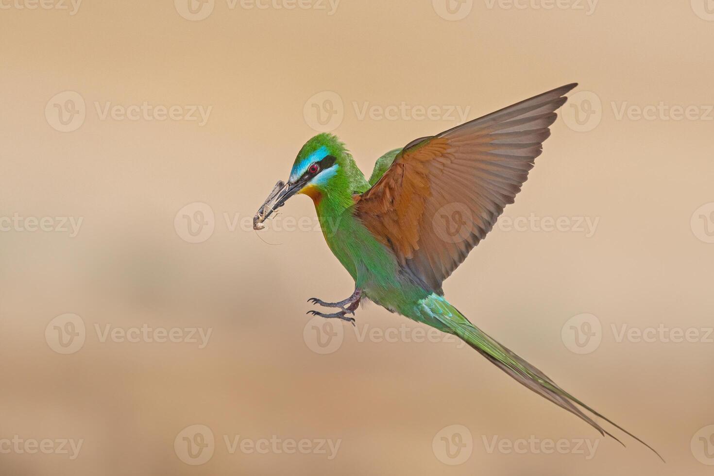 mejillas azules comedor de abejas, merops pérsico trae comida a el nido. foto