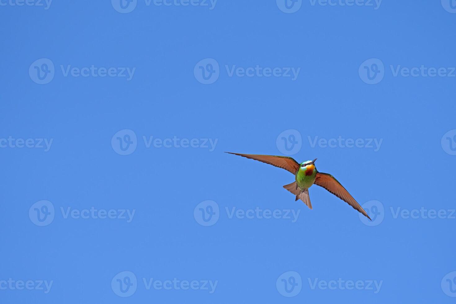Blue-cheeked Bee-eater, Merops persicus flying in the sky. photo
