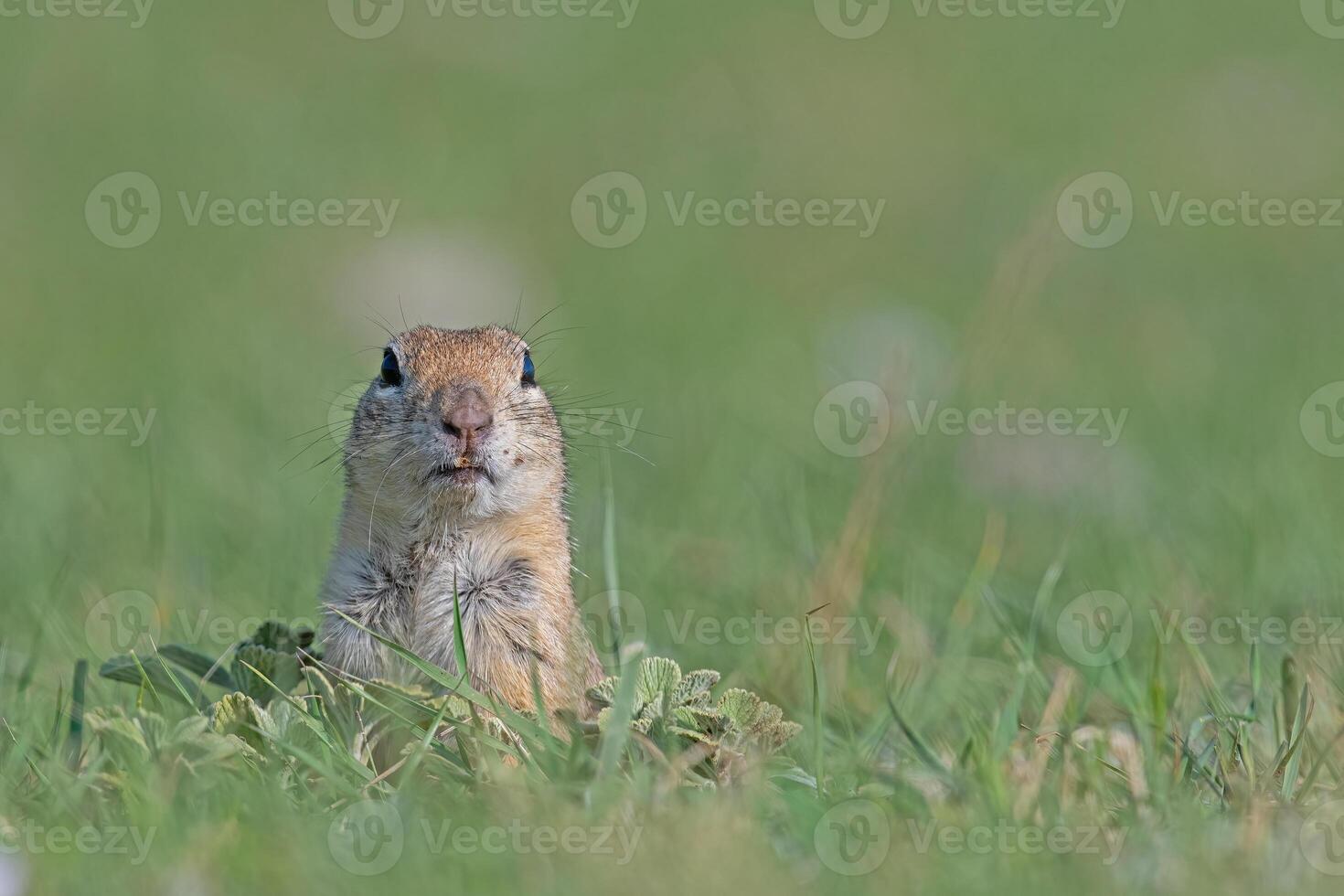 curioso ardilla mirando alrededor en el verde césped. anatolian suelo souslik ardilla, espermophilus xantoprimno foto