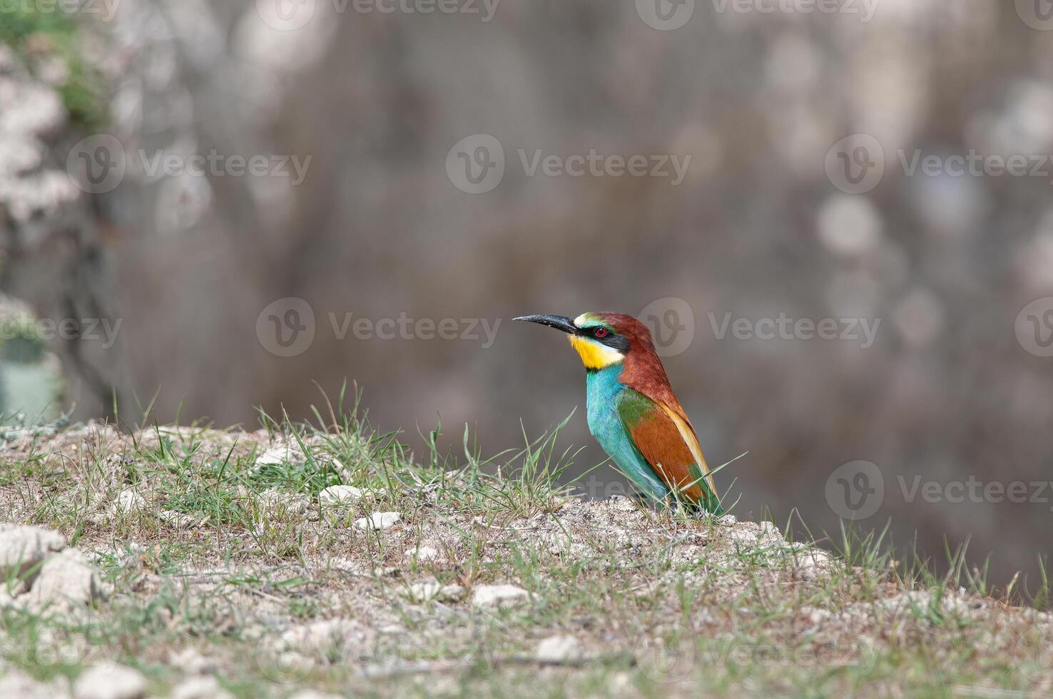 europeo comedor de abejas, merops apiaster en anidamiento hábitat. foto