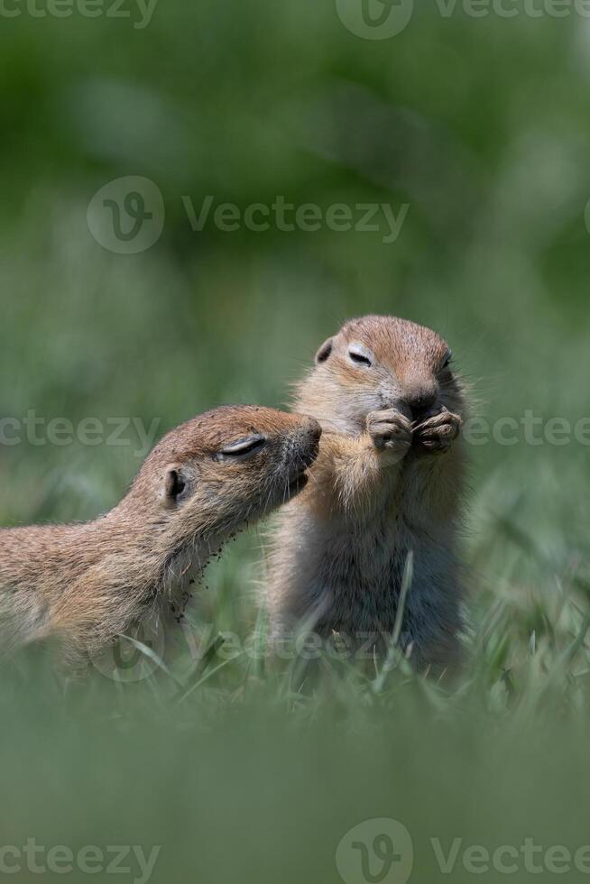 Baby squirrels in green grass. Anatolian Souslik-Ground Squirrel,Spermophilus xanthoprymnus photo