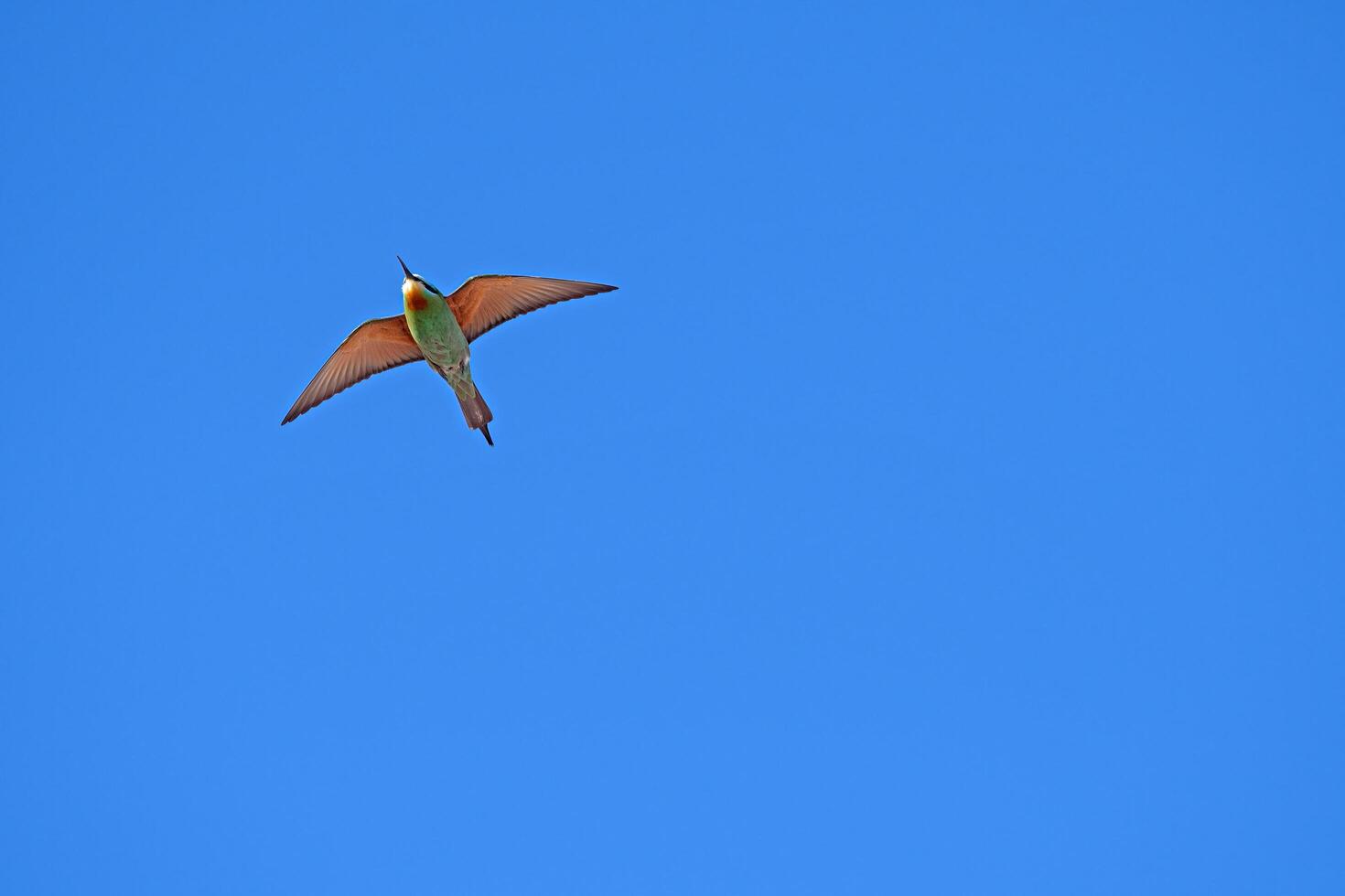 Blue-cheeked Bee-eater, Merops persicus flying in the sky. photo