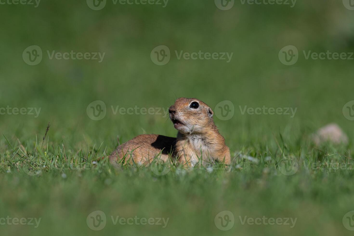 A squirrel in the green grass. Anatolian Souslik, Ground Squirrel,Spermophilus xanthoprymnus photo