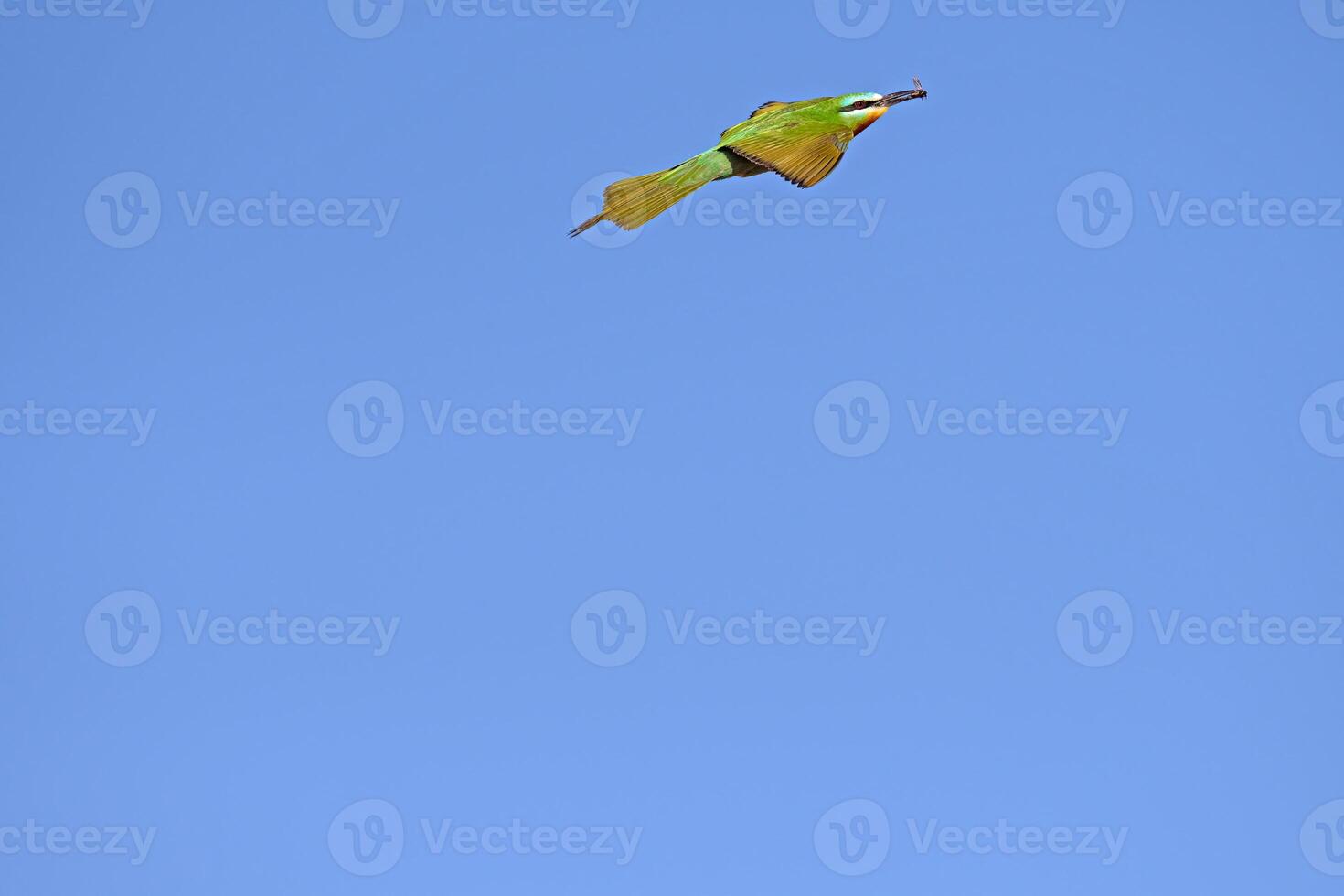 Blue-cheeked Bee-eater, Merops persicus flying in the sky. photo