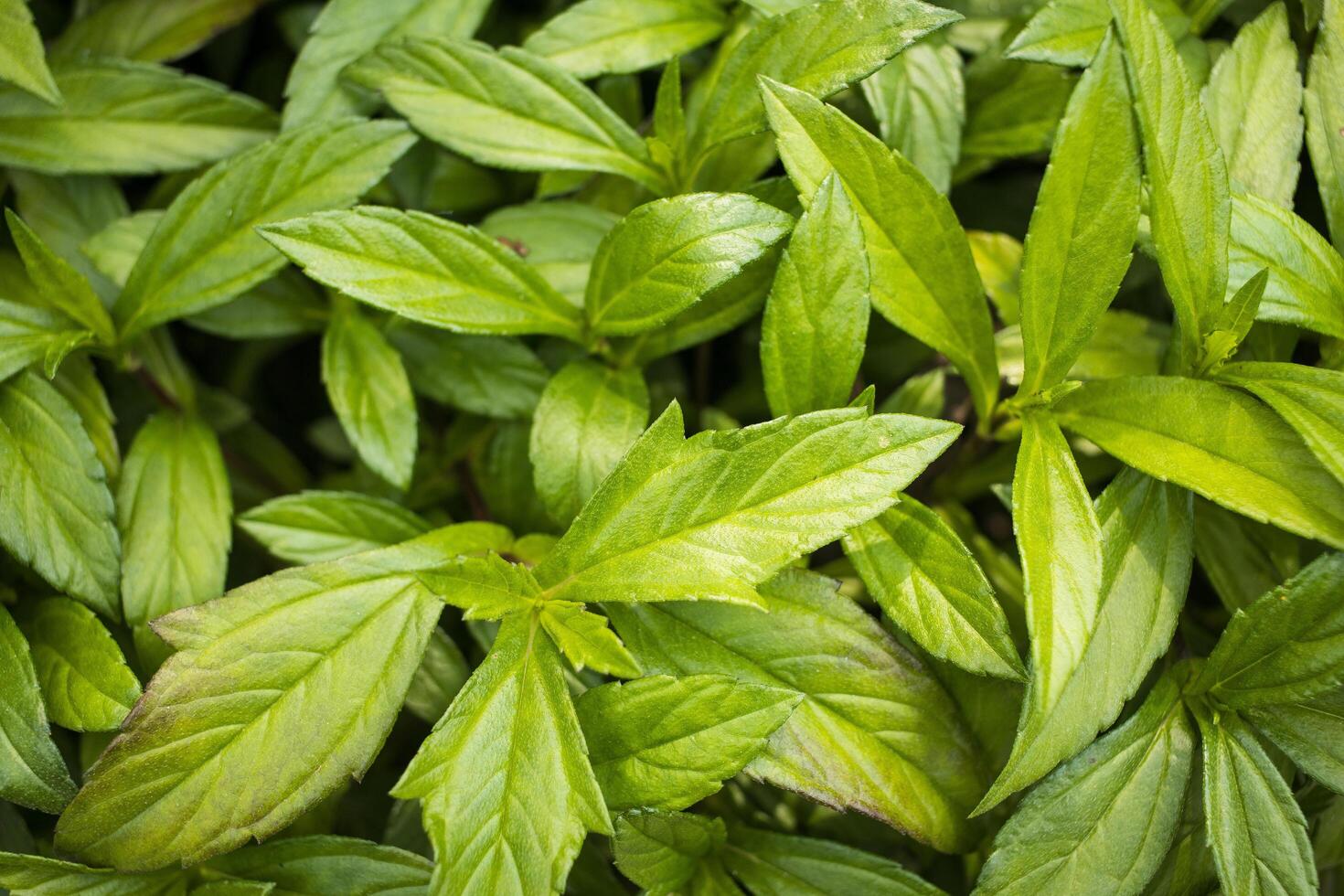 Close up of fresh green mint leaves in garden. Natural background photo