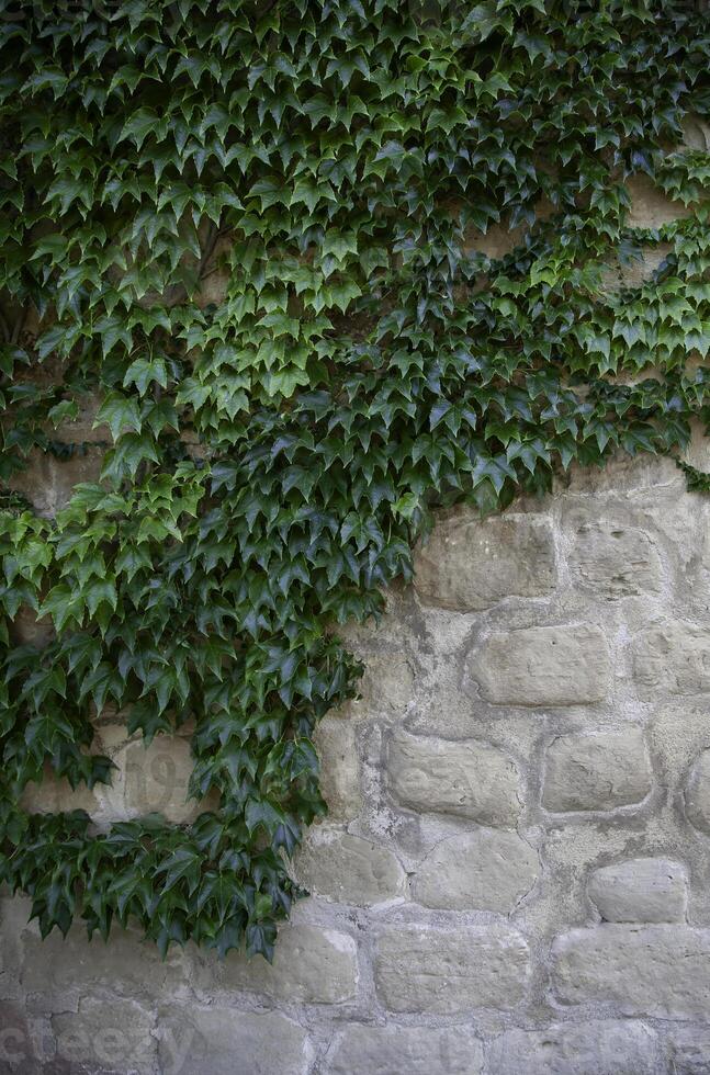 salvaje hiedras en un pared foto