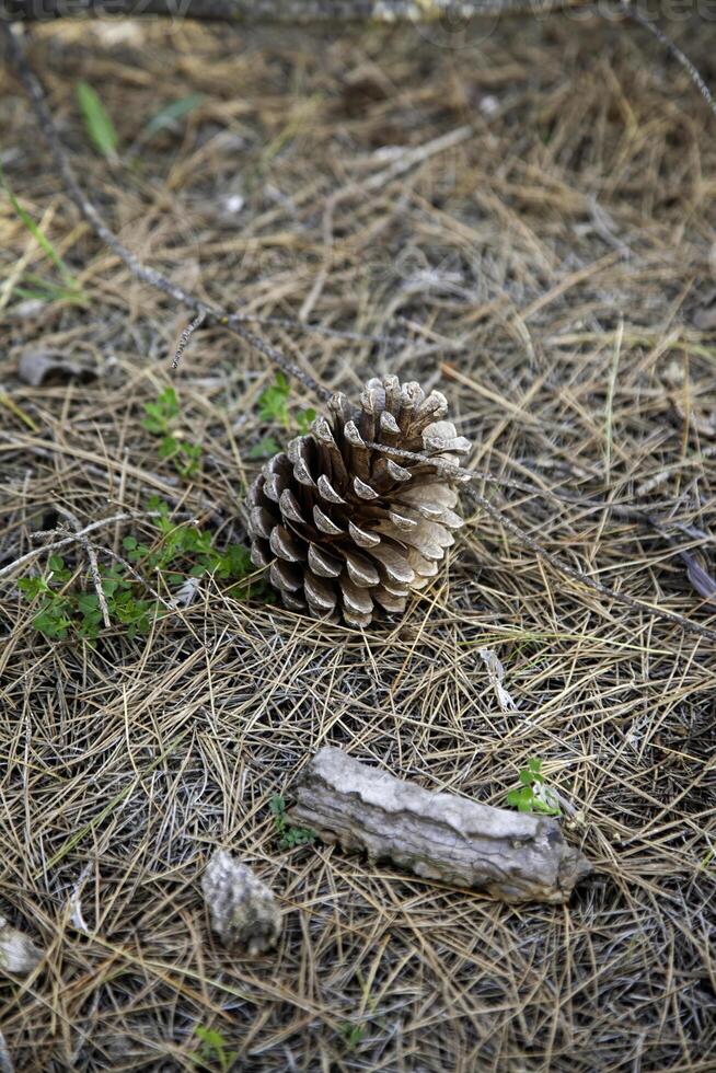 Pine cone in the forest photo