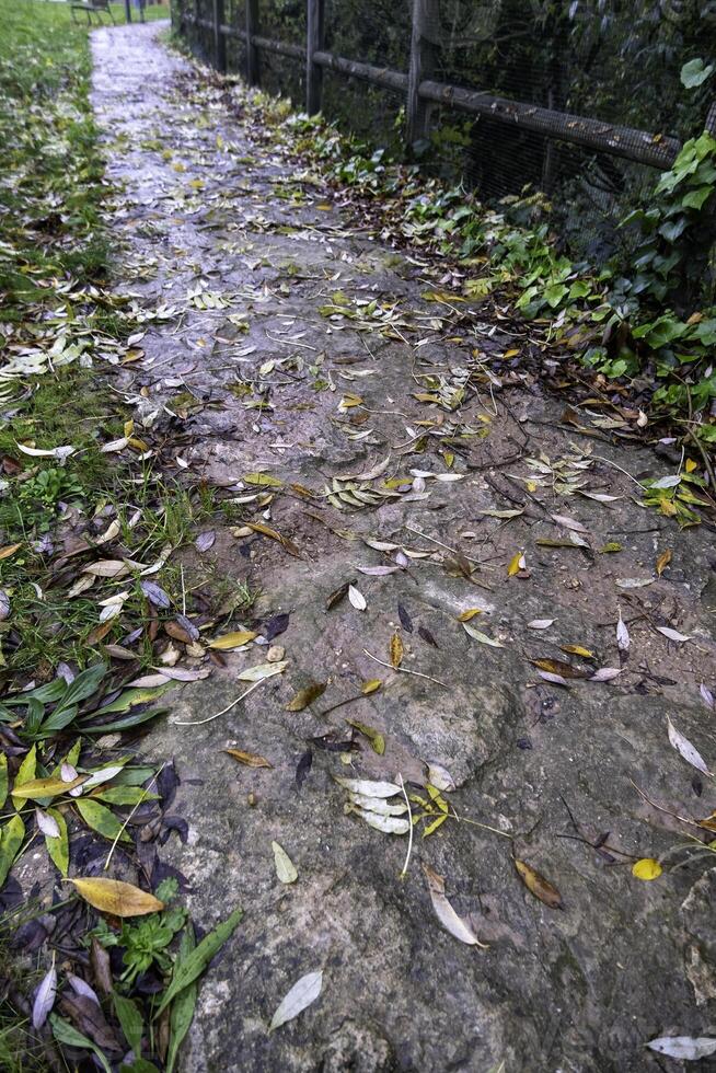 Wet road with leaves photo