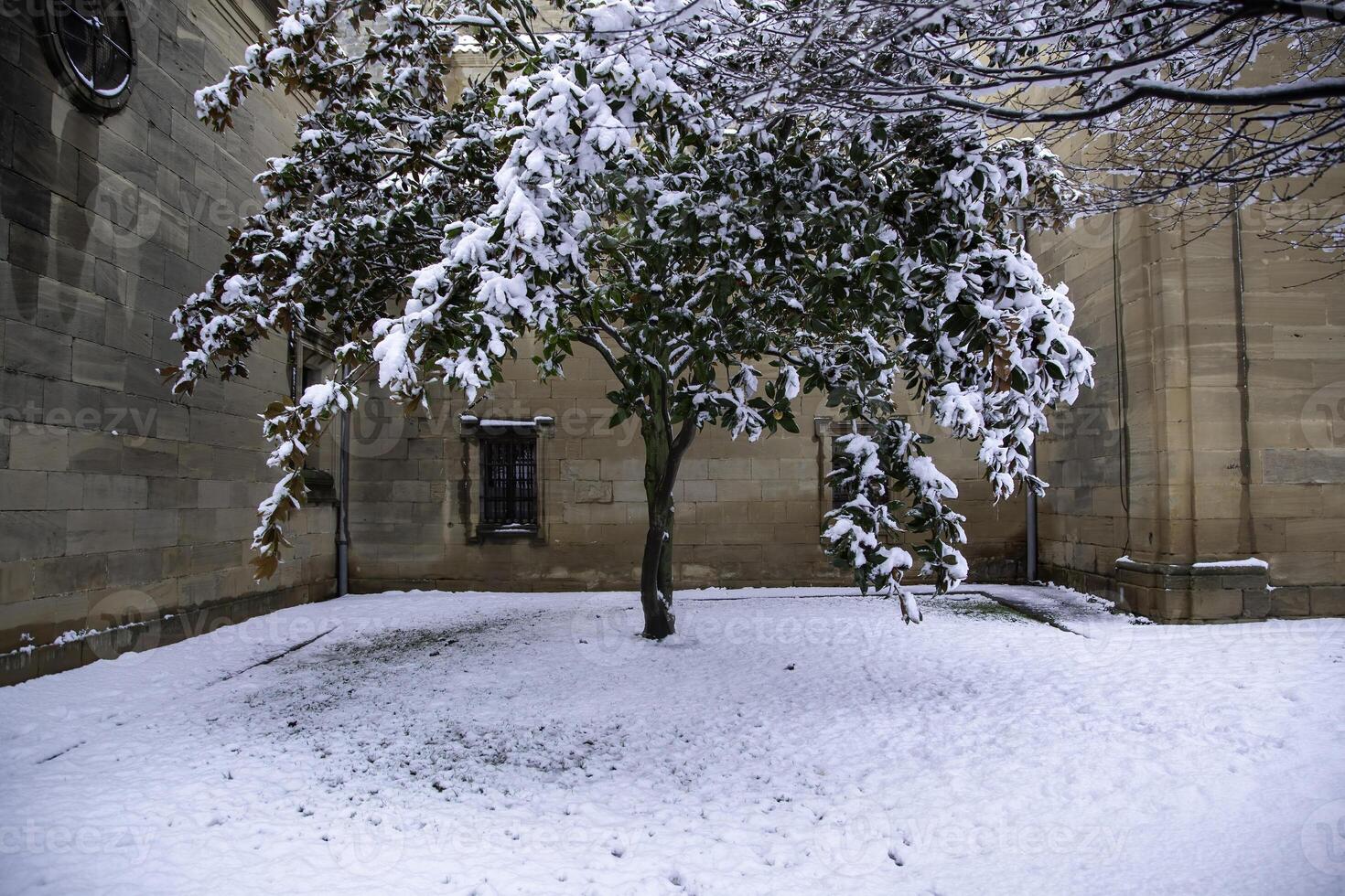 Tree under snow photo