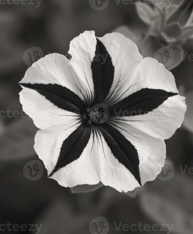 AI generated Crazytunia Black and White flowers photo