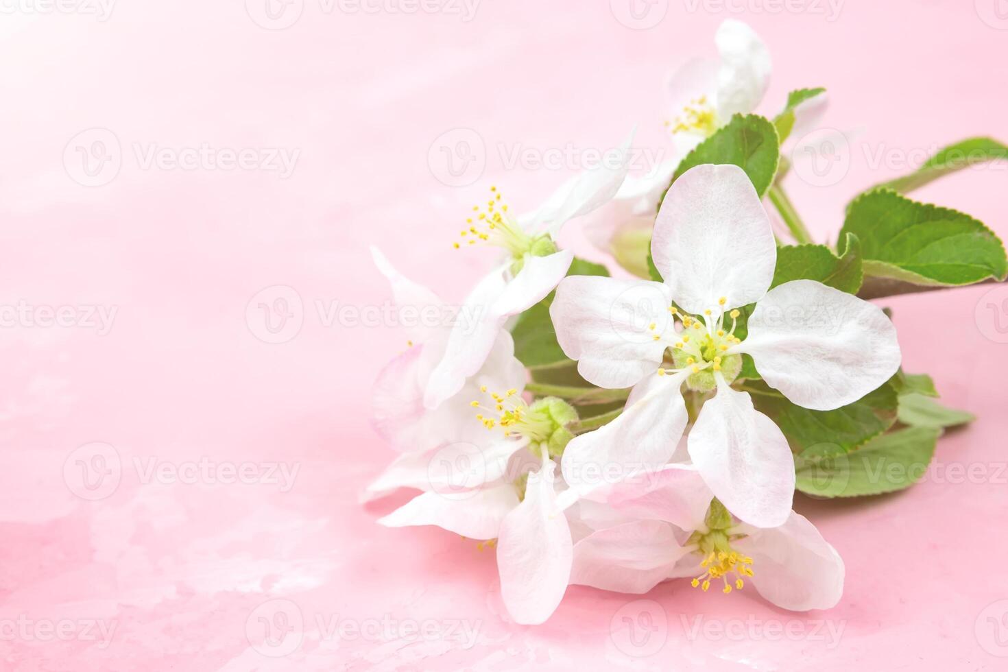 spring flowers of an apple tree on a pink background. photo