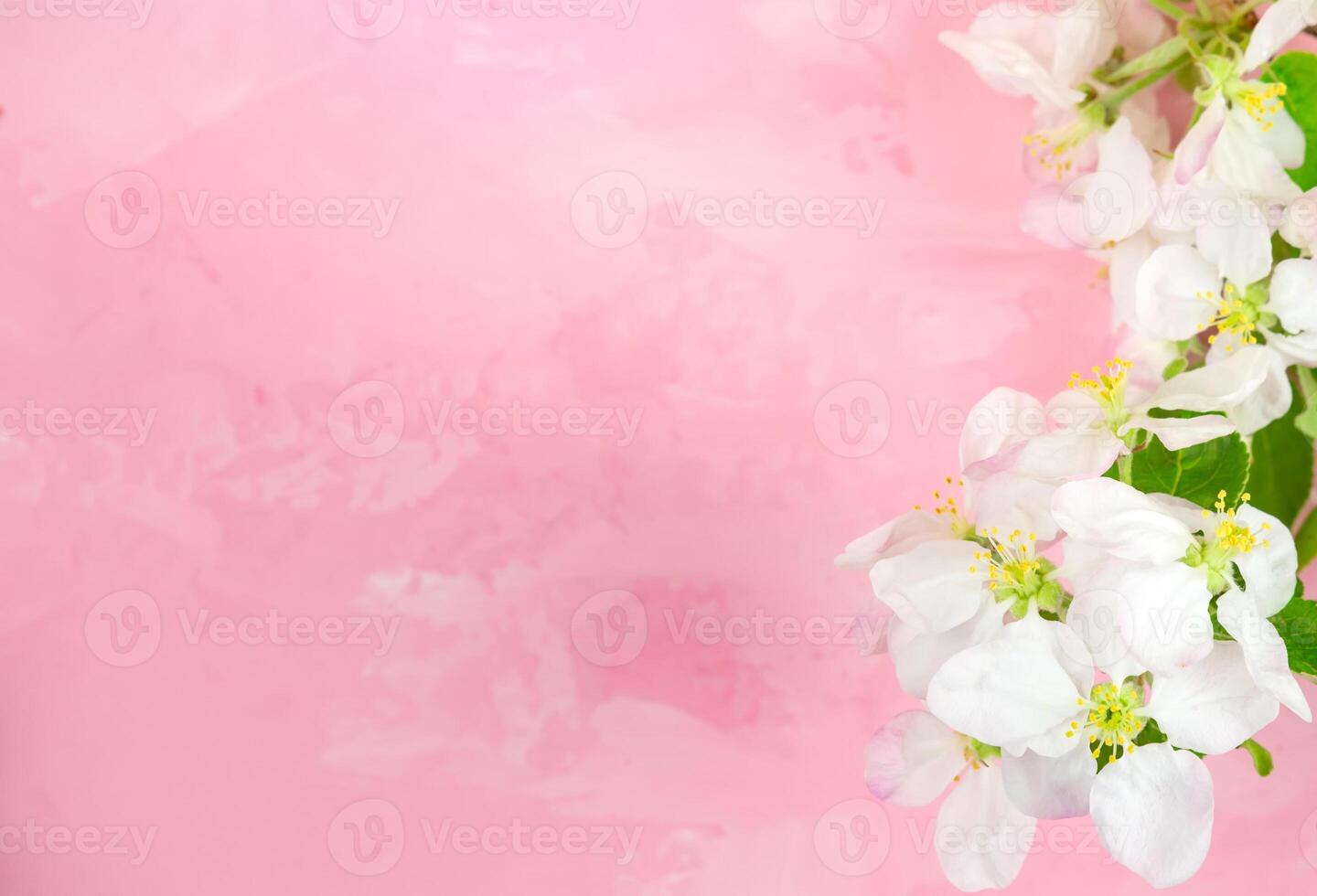 spring flowers of an apple tree on a pink background. photo