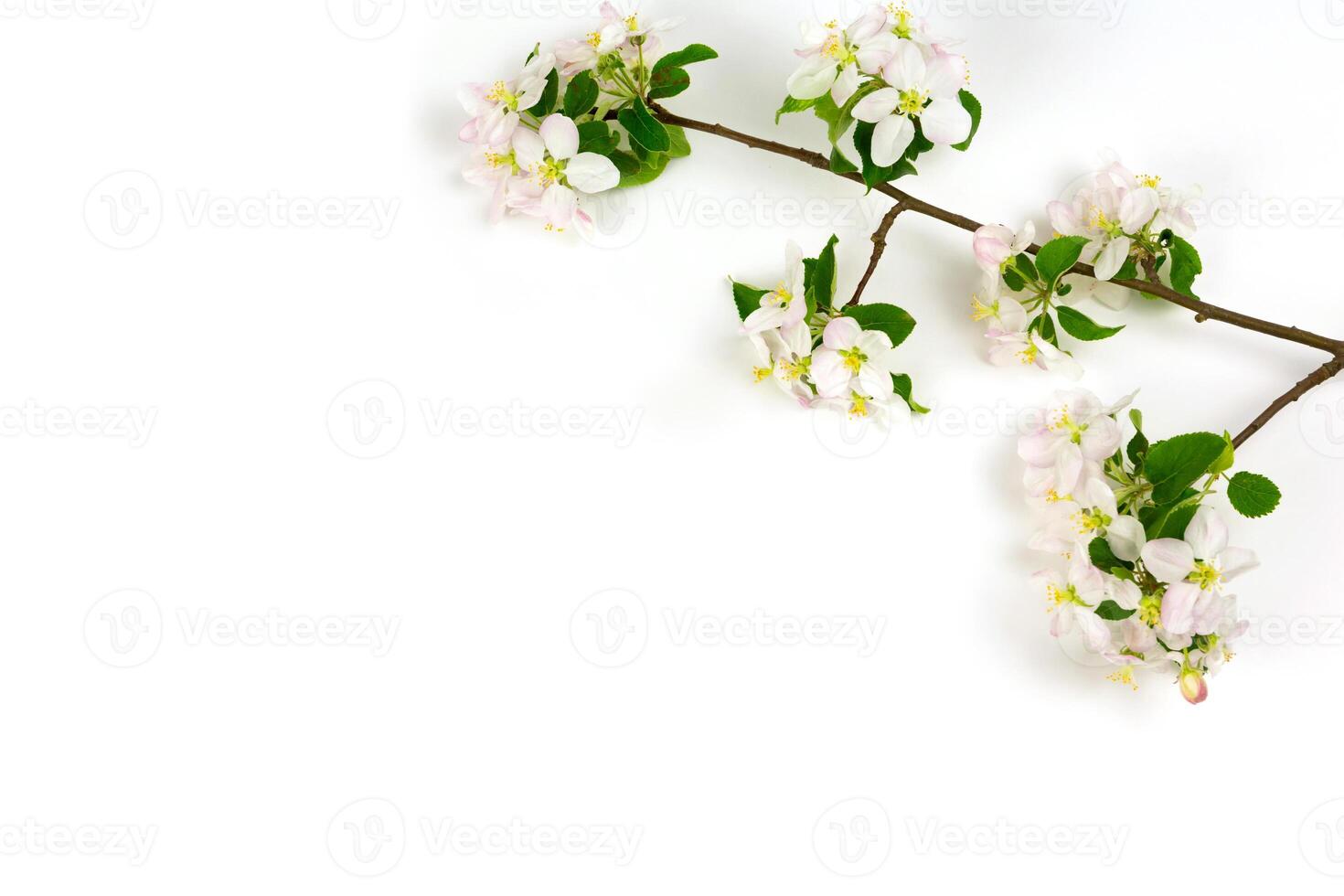 branch of spring apple blossom on a white background. photo